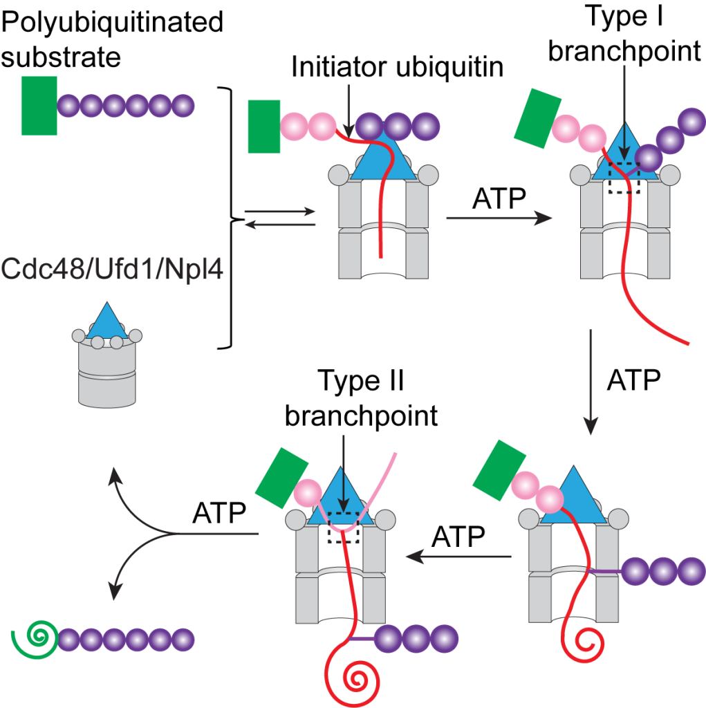 full-form-of-atp-youtube